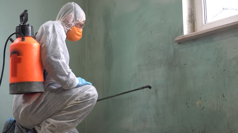 Why You Should Choose Our Mold Remediation Services in Bonduel, WI